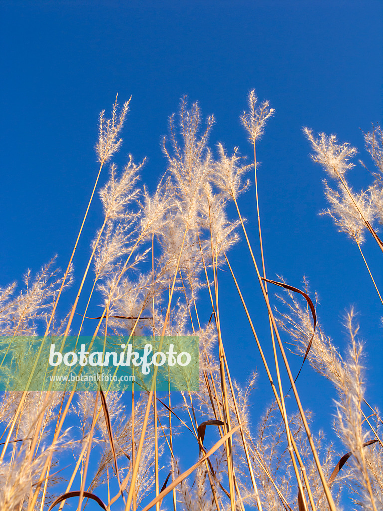 431030 - Stielblütengras (Miscanthus sacchariflorus)