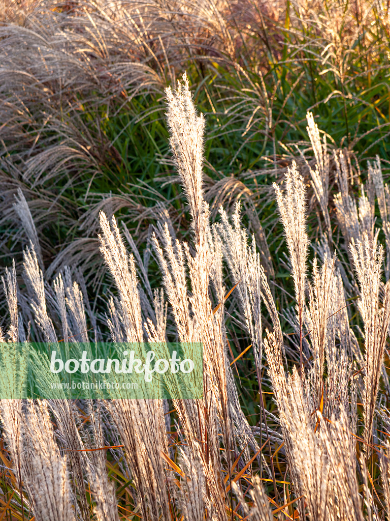 464094 - Stielblütengras (Miscanthus sacchariflorus)