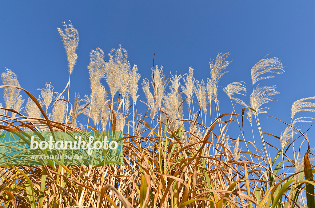 501090 - Stielblütengras (Miscanthus sacchariflorus)