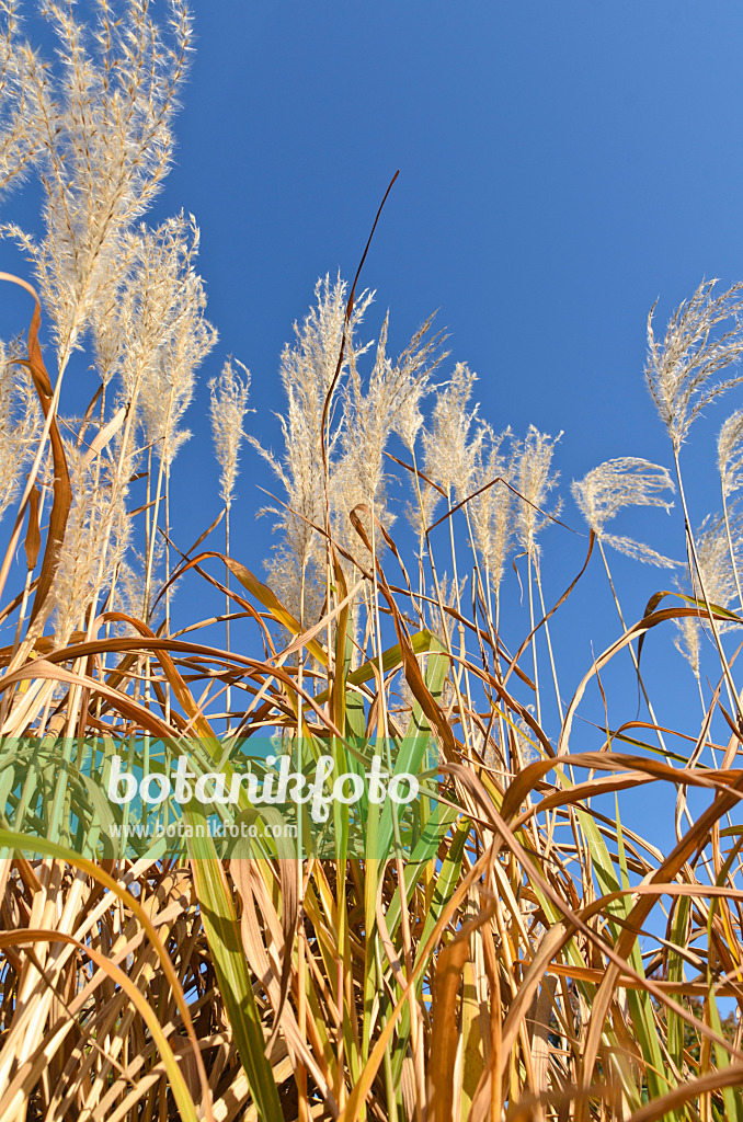 501091 - Stielblütengras (Miscanthus sacchariflorus)