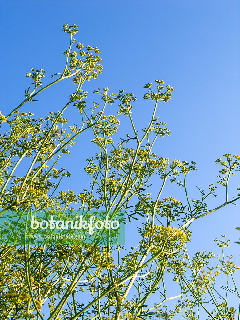 428099 - Stinkasant (Ferula assa-foetida)