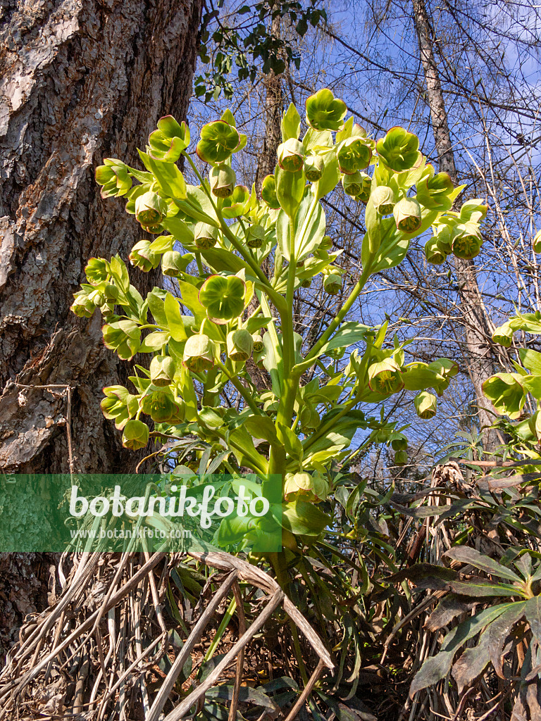 411282 - Stinkende Nieswurz (Helleborus foetidus)