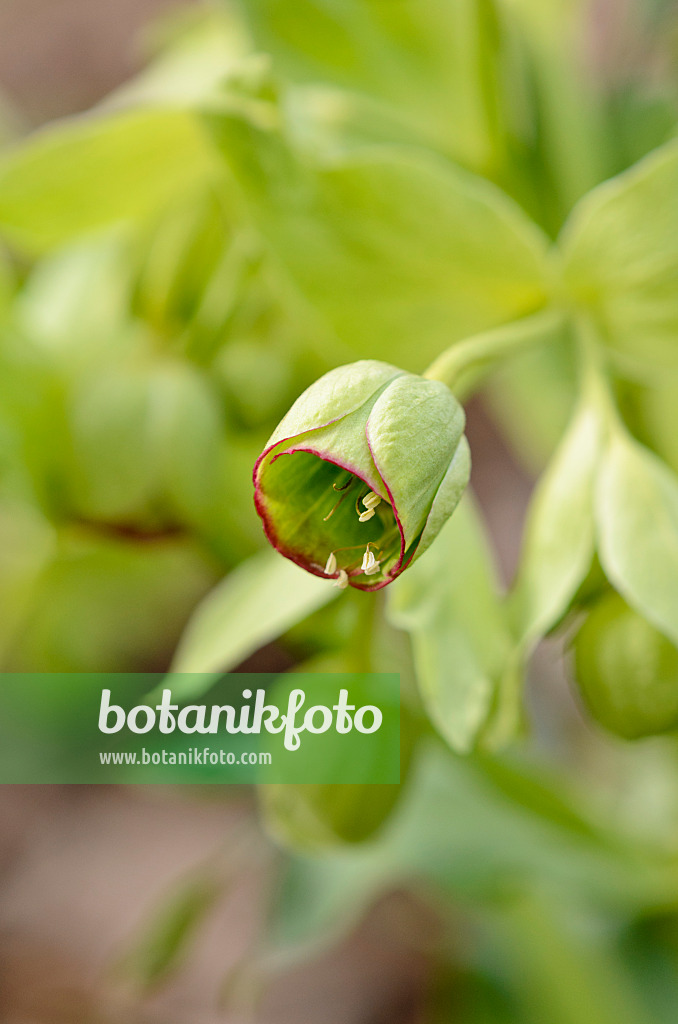 529034 - Stinkende Nieswurz (Helleborus foetidus)