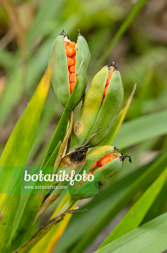 525047 - Stinkende Schwertlilie (Iris foetidissima)