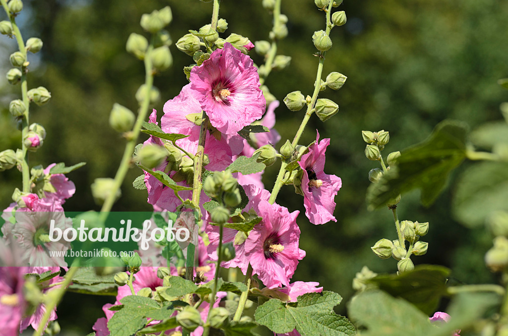 498038 - Stockrose (Alcea rosea)