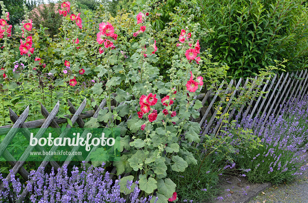 534228 - Stockrose (Alcea rosea) und Echter Lavendel (Lavandula angustifolia)