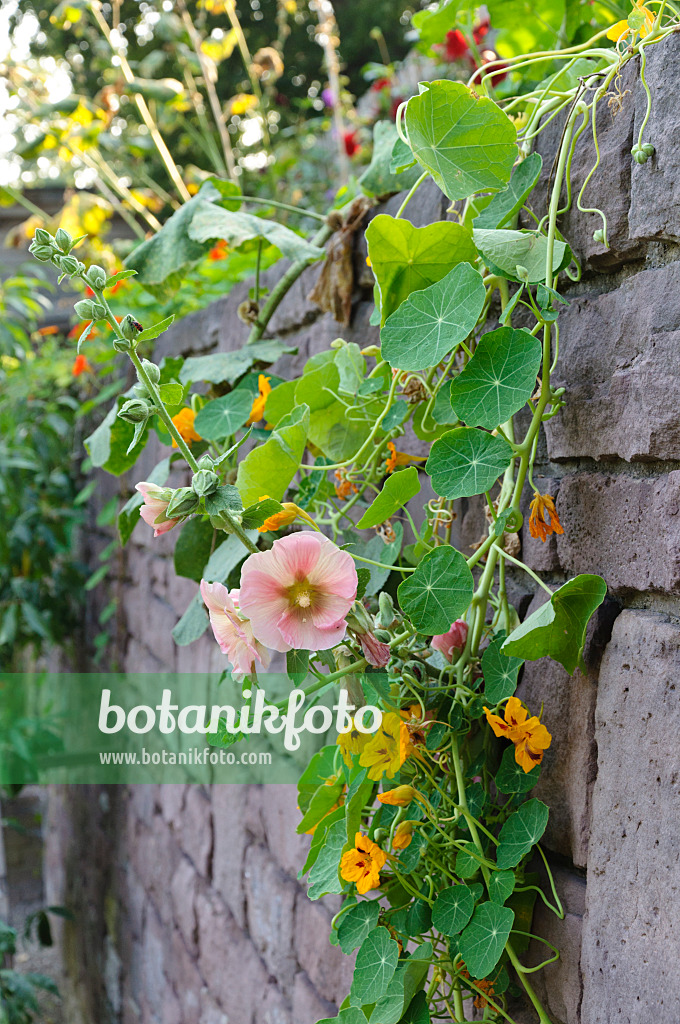 476197 - Stockrose (Alcea rosea) und Große Kapuzinerkresse (Tropaeolum majus)