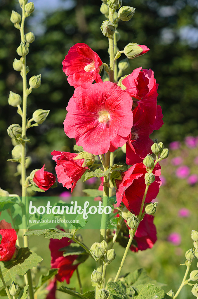 570061 - Stockrose (Alcea rosea 'Mars Magic')