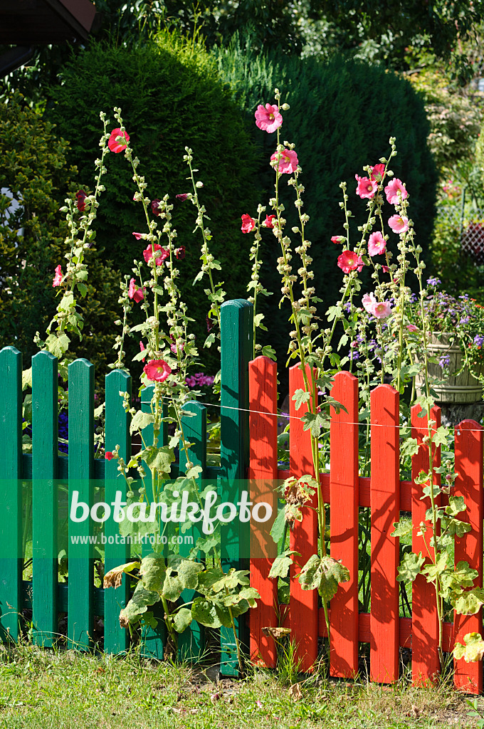 474417 - Stockrose (Alcea rosea) mit buntem Gartenzaun