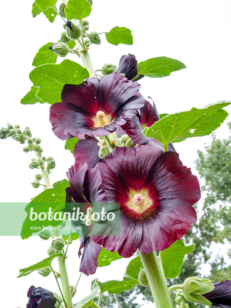 427009 - Stockrose (Alcea rosea var. nigra)