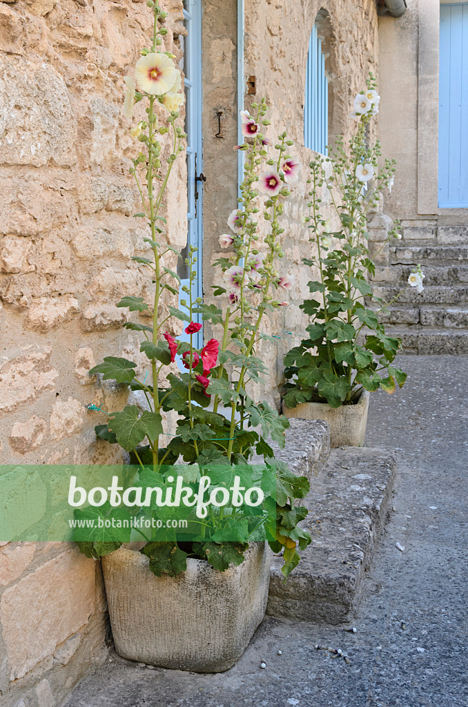 557134 - Stockrosen (Alcea) in Blumenkübeln, Les Baux-de-Provence, Provence, Frankreich