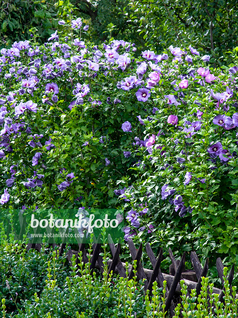 428091 - Straucheibisch (Hibiscus syriacus)