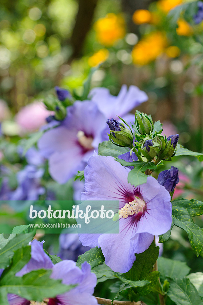 474358 - Straucheibisch (Hibiscus syriacus)