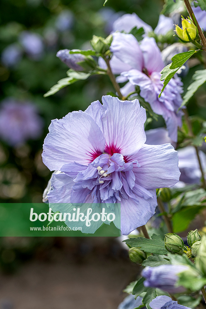 607081 - Straucheibisch (Hibiscus syriacus 'Blue Chiffon')