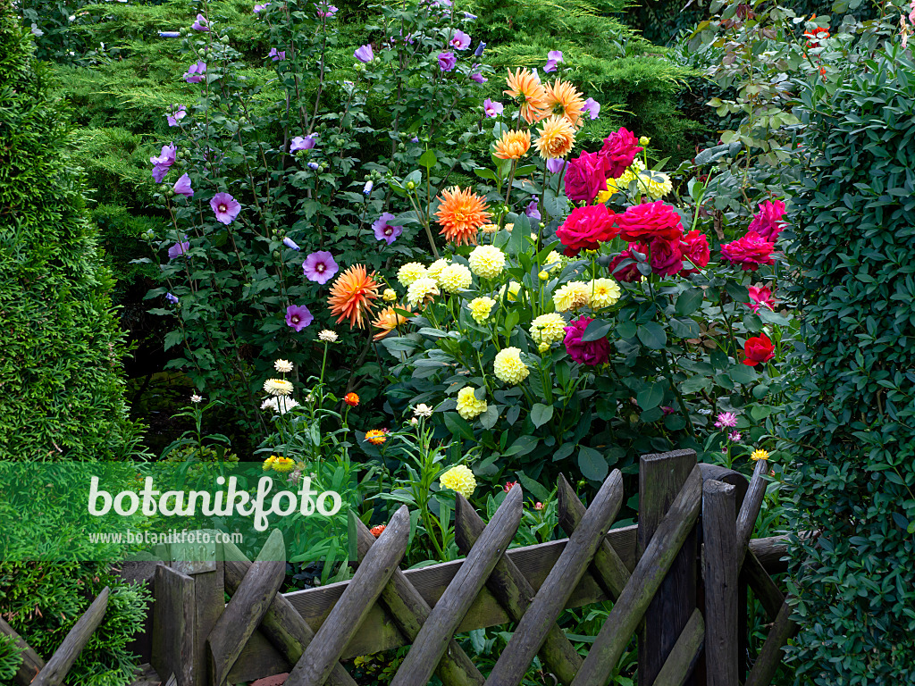 463149 - Straucheibisch (Hibiscus syriacus), Dahlien (Dahlia) und Rosen (Rosa)