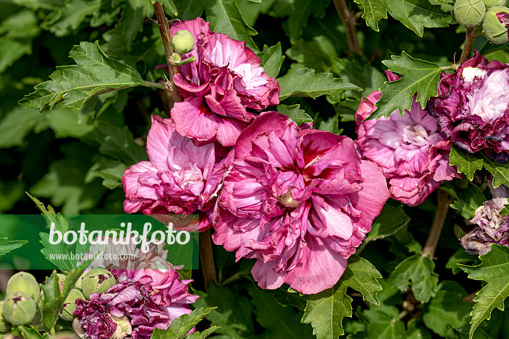 607064 - Straucheibisch (Hibiscus syriacus 'Duc de Brabant')