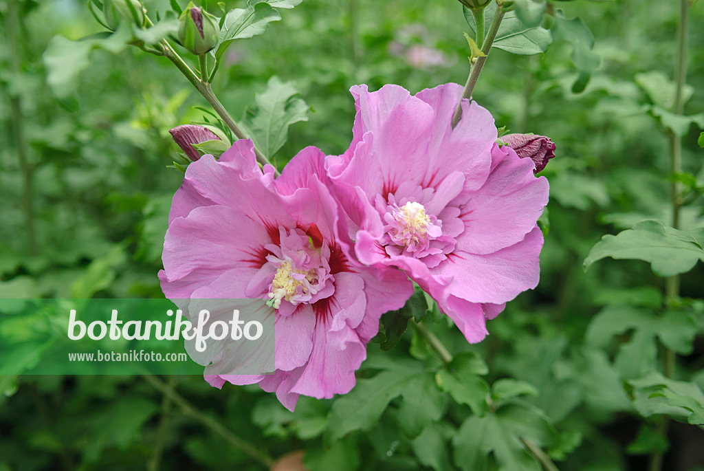 517189 - Straucheibisch (Hibiscus syriacus 'Eruption')