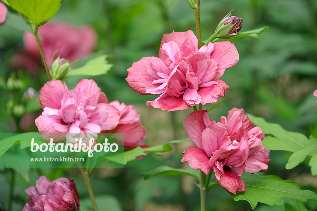 517183 - Straucheibisch (Hibiscus syriacus 'Freedom')