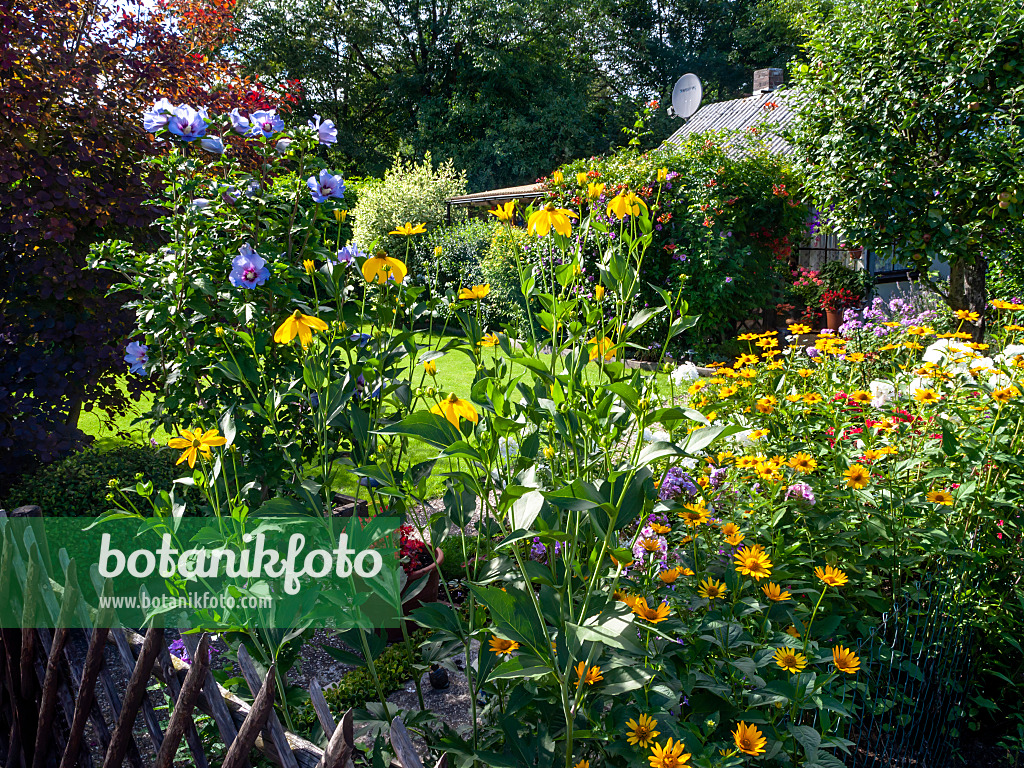 428087 - Straucheibisch (Hibiscus syriacus), Hoher Sonnenhut (Rudbeckia nitida) und Sonnenauge (Heliopsis helianthoides)