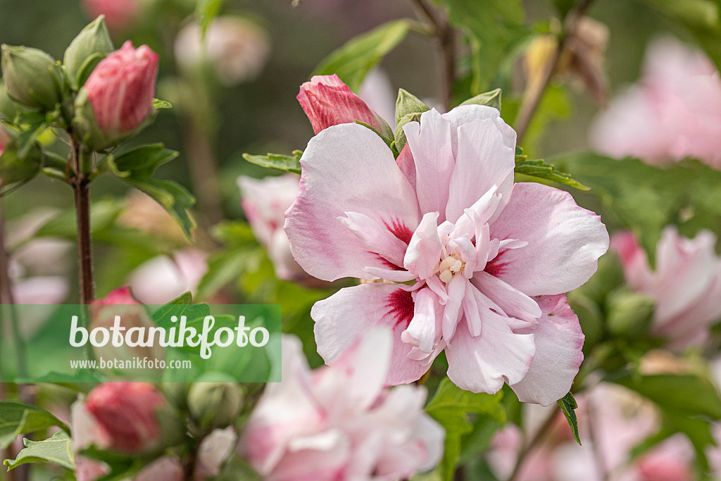 607069 - Straucheibisch (Hibiscus syriacus 'Lady Stanley')