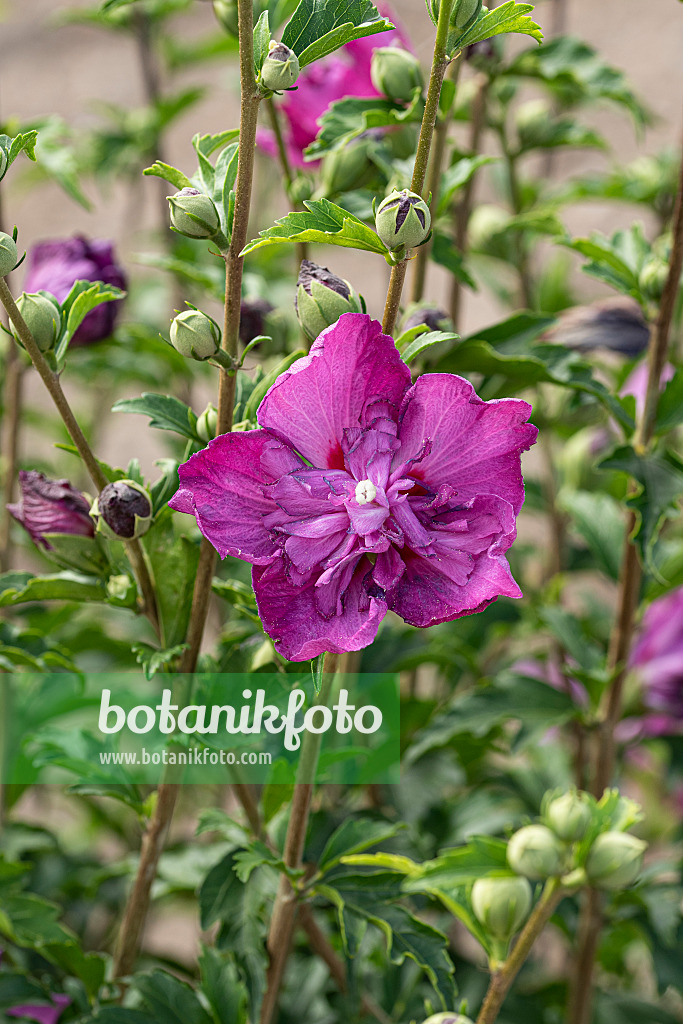 607093 - Straucheibisch (Hibiscus syriacus 'Purple Ruffles')