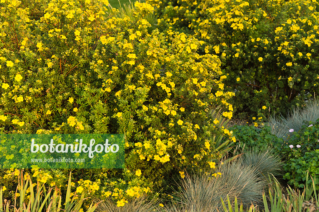 510140 - Strauchfingerkraut (Potentilla fruticosa) und Blauschwingelgras (Festuca cinerea syn. Festuca glauca)