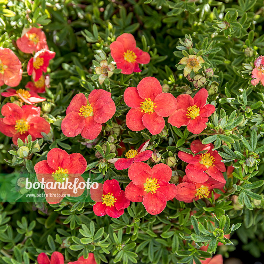 635137 - Strauchfingerkraut (Potentilla fruticosa 'Marian Red Robin')