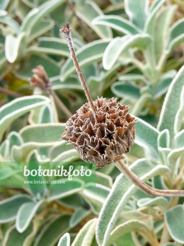 464070 - Strauchiges Brandkraut (Phlomis fruticosa)