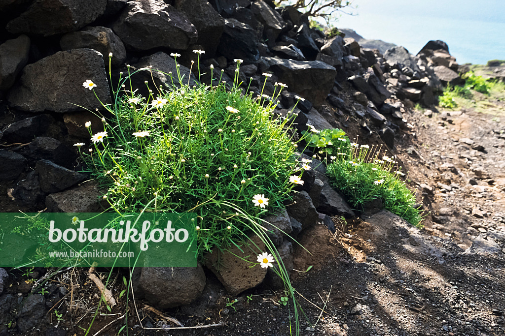 397075 - Strauchmargerite (Argyranthemum frutescens), Naturschutzgebiet Tamadaba, Gran Canaria, Spanien