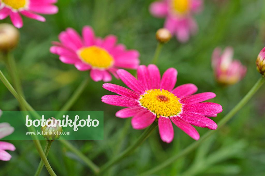 476269 - Strauchmargerite (Argyranthemum frutescens 'Bright Karmine')