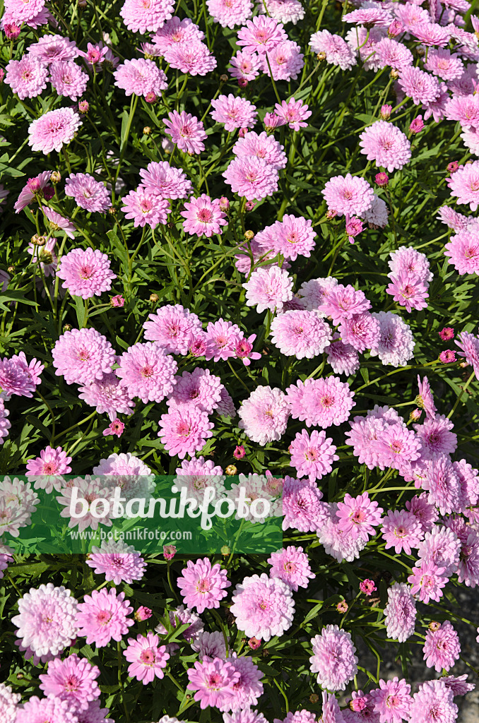 498077 - Strauchmargerite (Argyranthemum frutescens 'Summer Melody')