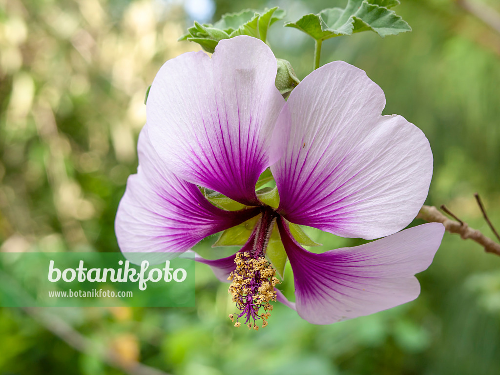 442103 - Strauchpappel (Lavatera maritima)