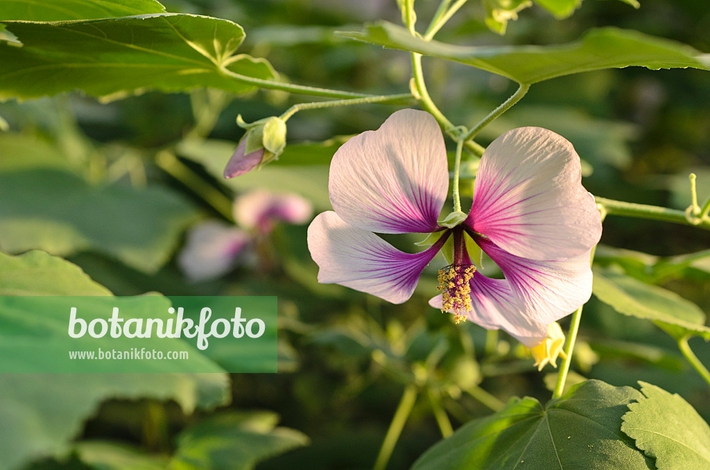 493027 - Strauchpappel (Lavatera maritima)