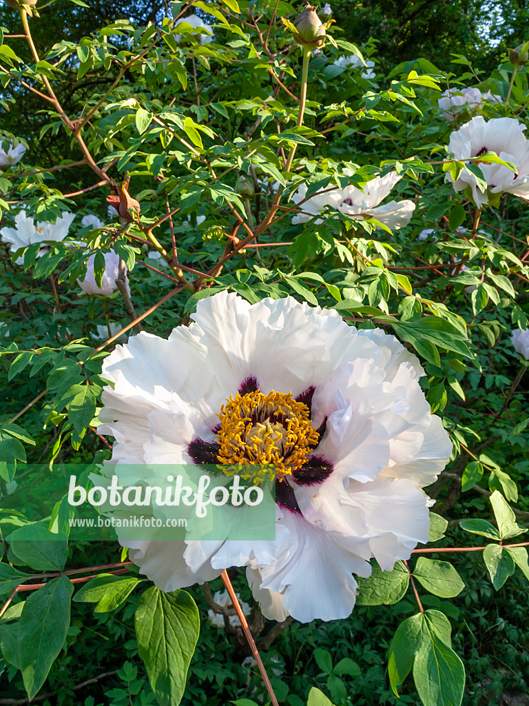 448062 - Strauchpfingstrose (Paeonia rockii syn. Paeonia suffruticosa subsp. rockii)