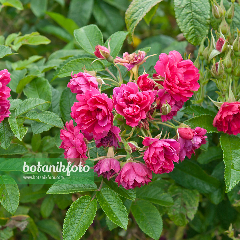 517411 - Strauchrose (Rosa F.J. Grootendorst)