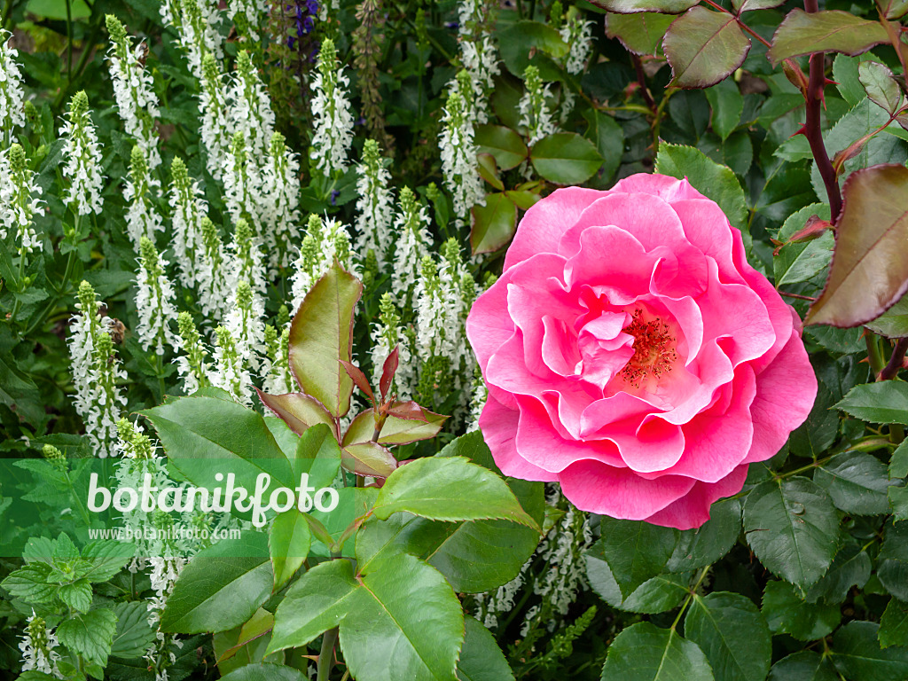 426198 - Strauchrose (Rosa Romanze) und Steppensalbei (Salvia nemorosa)