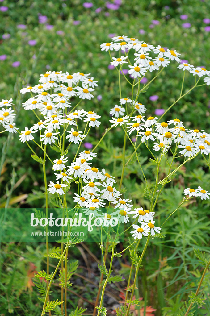 485189 - Straußblütige Wucherblume (Tanacetum corymbosum)