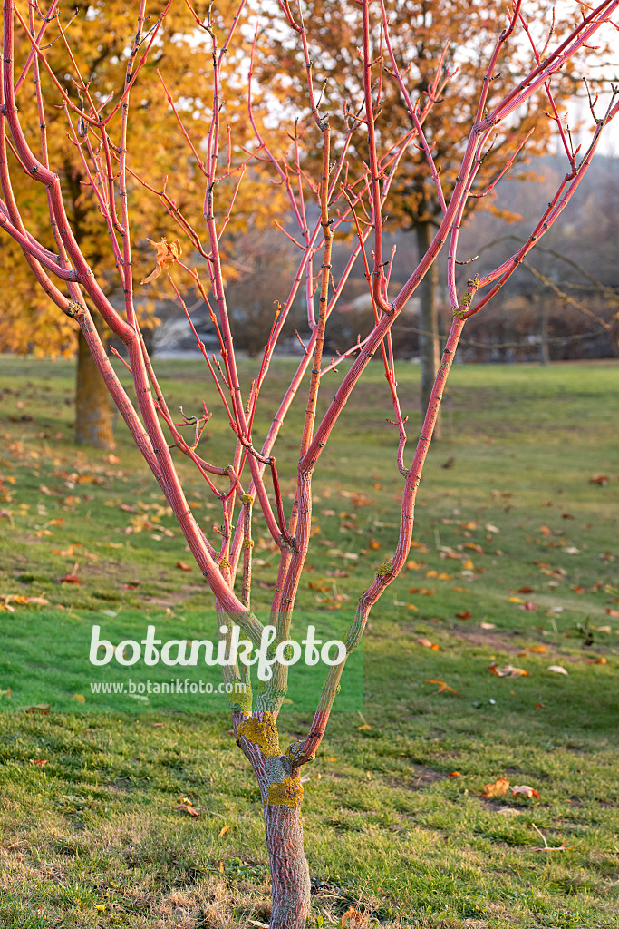 616152 - Streifenahorn (Acer x conspicuum 'Phoenix')