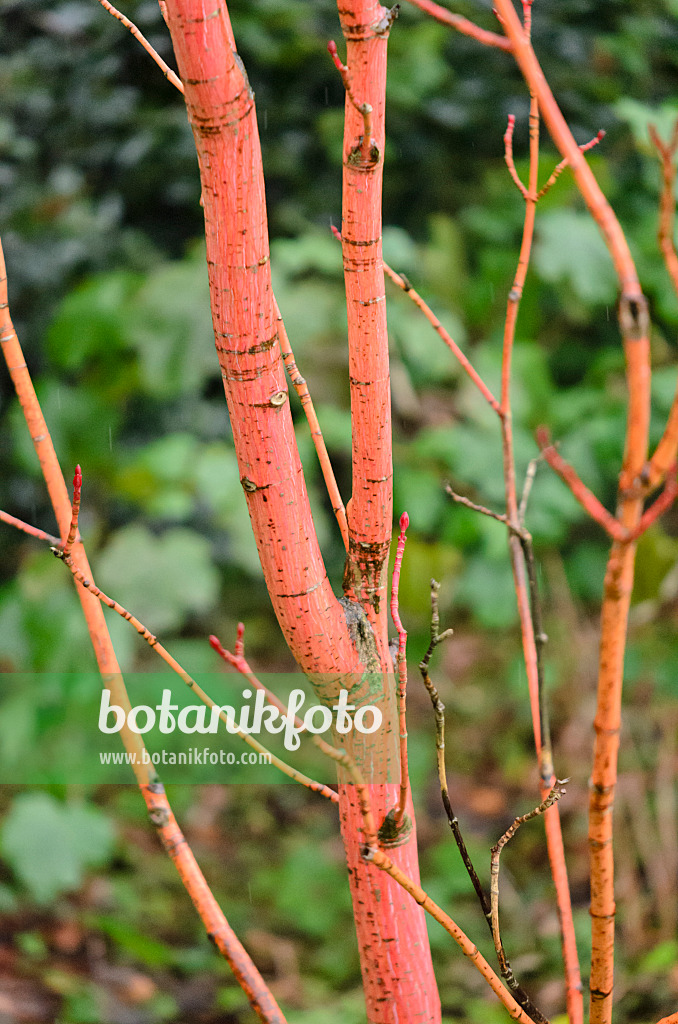 553043 - Streifenahorn (Acer pensylvanicum 'Erythrocladum')