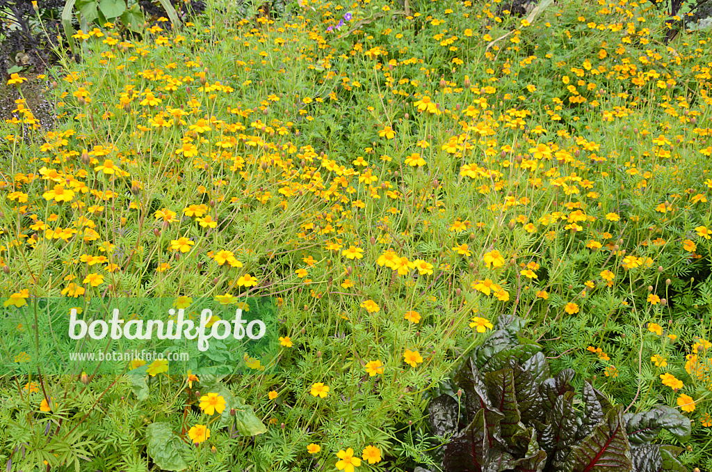 549145 - Studentenblume (Tagetes)