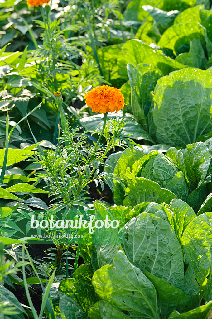 474503 - Studentenblume (Tagetes) und Chinakohl (Brassica rapa subsp. pekinensis)