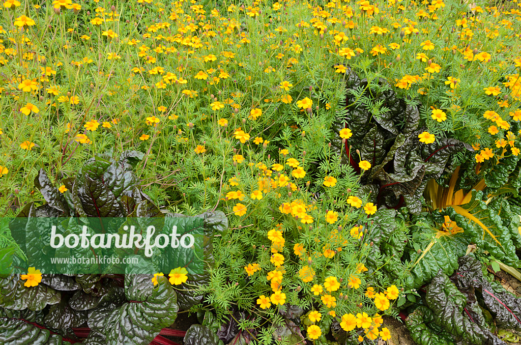 549144 - Studentenblume (Tagetes) und Mangold (Beta vulgaris var. cicla)