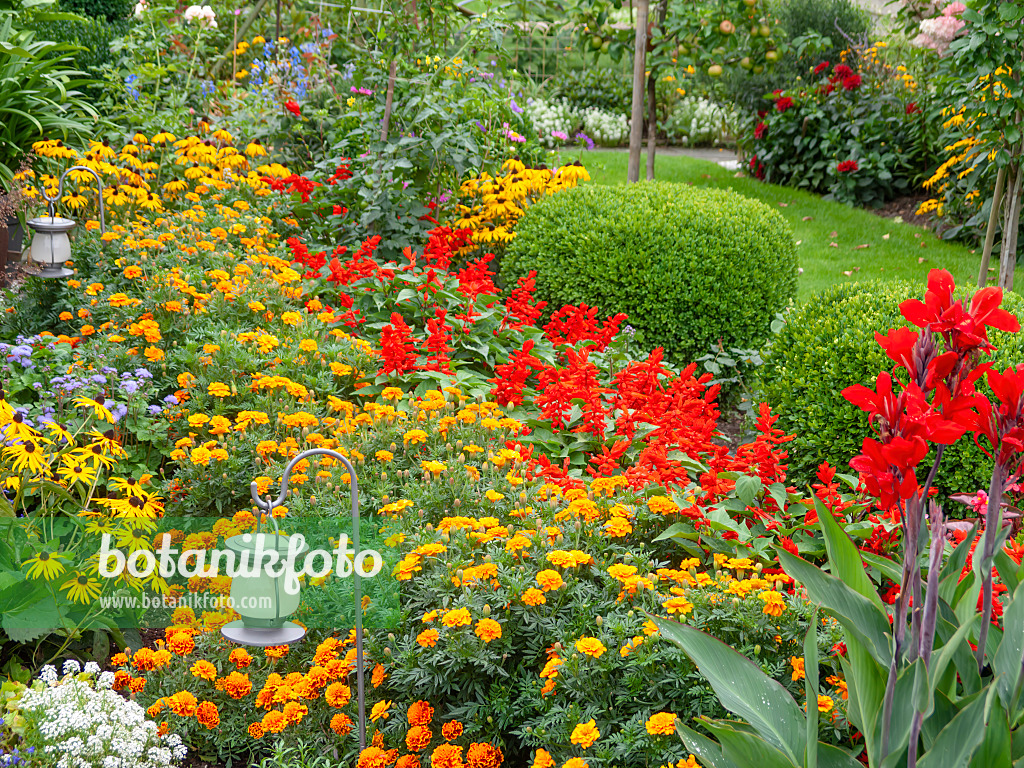 523296 - Studentenblumen (Tagetes), Feuersalbei (Salvia splendens) und Gewöhnlicher Buchsbaum (Buxus sempervirens)