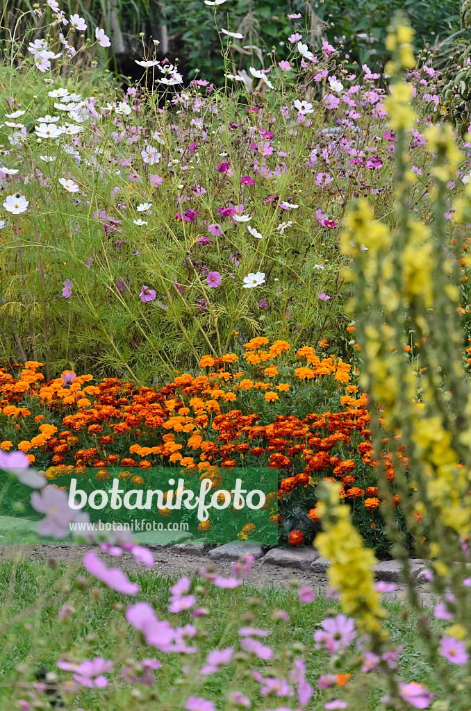 524025 - Studentenblumen (Tagetes) und Gemeine Kosmee (Cosmos bipinnatus)