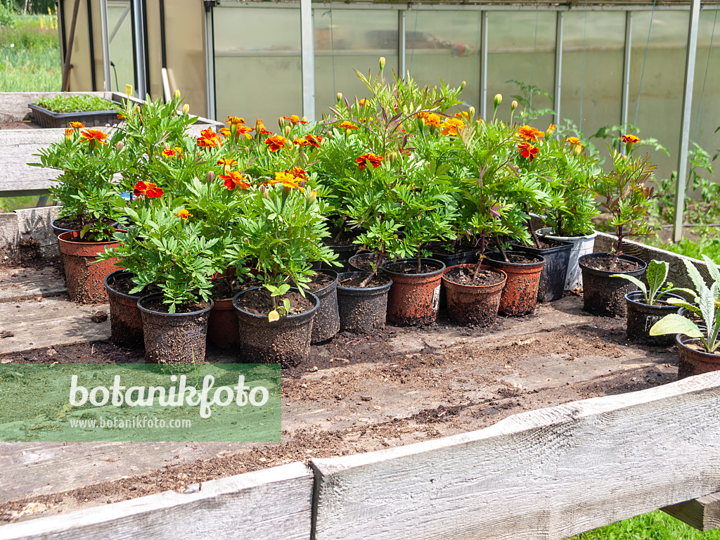 523254 - Studentenblumen (Tagetes) in Töpfen auf einem Arbeitstisch