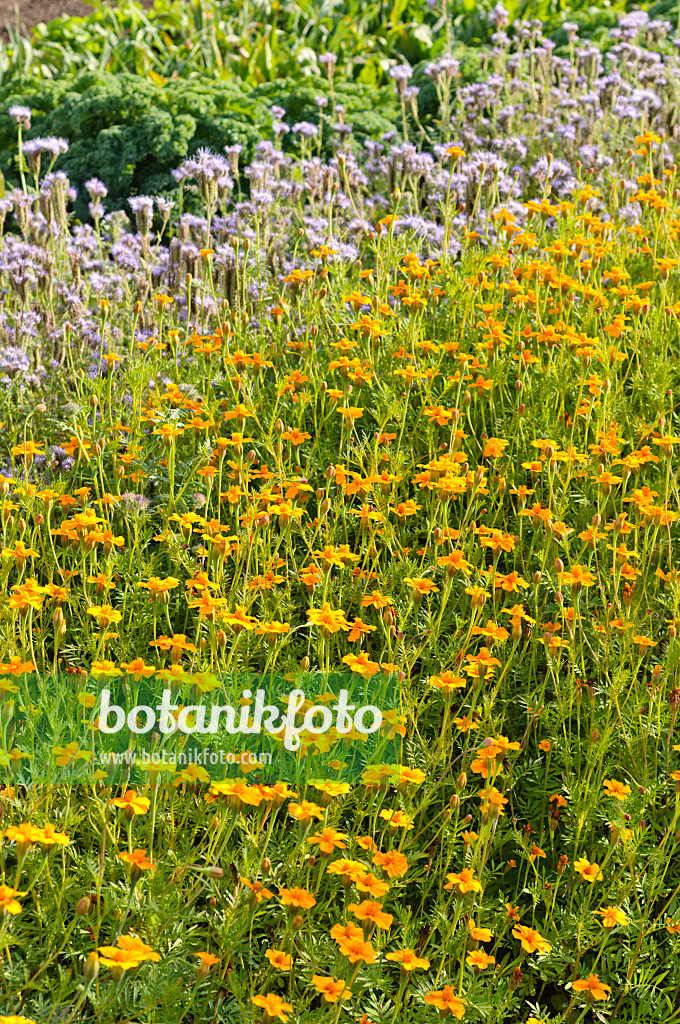 476234 - Studentenblumen (Tagetes patula 'Single Gold') als Gründüngung in einem Gemüsegarten