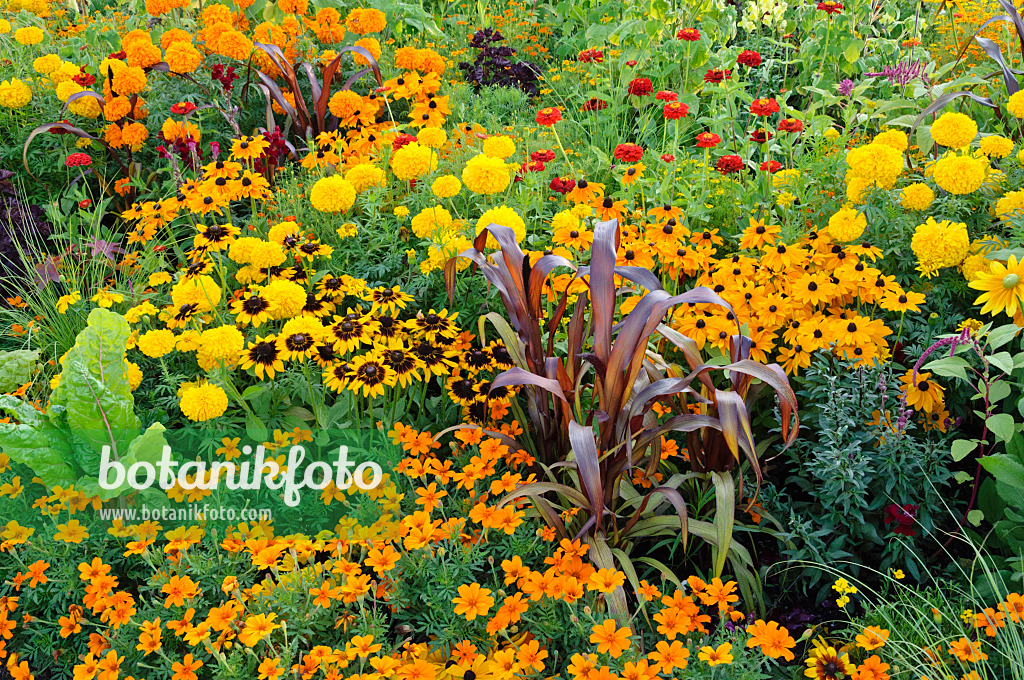 475186 - Studentenblumen (Tagetes), Rauer Sonnenhut (Rudbeckia hirta) und Perlhirse (Pennisetum glaucum 'Purple Majesty' syn. Pennisetum americanum 'Purple Majesty')