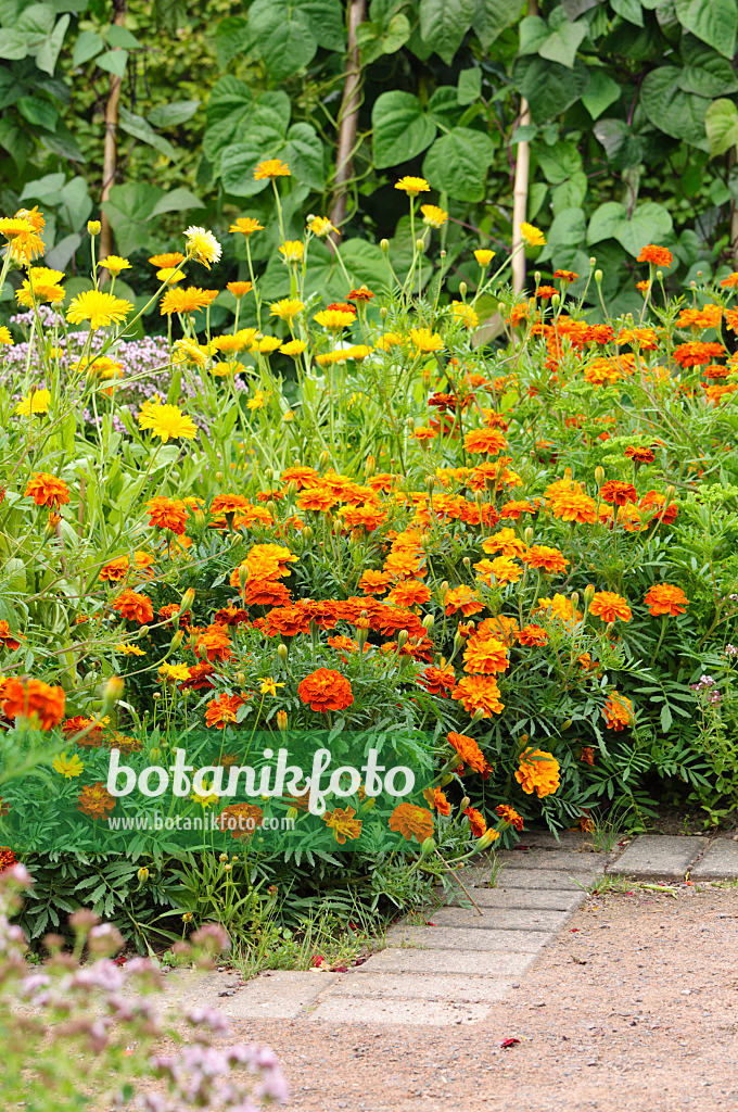 475174 - Studentenblumen (Tagetes), Ringelblumen (Calendula officinalis) und Stangenbohnen (Phaseolus vulgaris var. vulgaris)