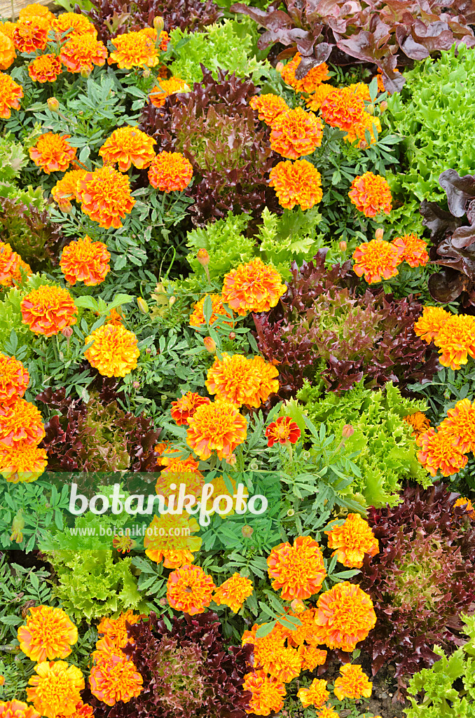 536048 - Studentenblumen (Tagetes) und Salate (Lactuca)