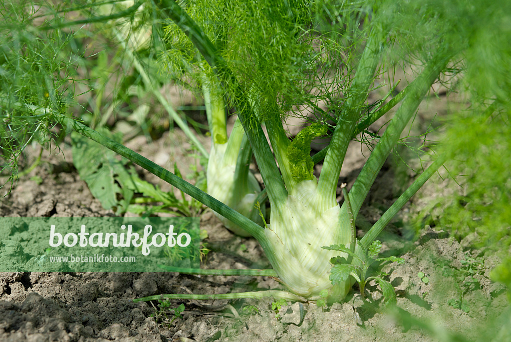 457040 - Süßfenchel (Foeniculum vulgare var. dulce)